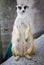 Color Photograph of a Meerkat in alert and standing posture in a zoo