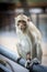 Color Photograph of a Monkey sitting on a railing in a zoo