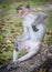 Color Photograph of a Monkey sitting and scratching on wood in a zoo