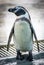 Color Photograph of a Penguin standing waiting to be fed in a zoo