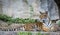 Color Photograph of Tiger in relaxing posture in a zoo