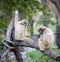 Color Photograph of Two Monkeys sitting on a tree in a zoo