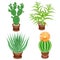 Color picture. A collection of houseplants in pots. Crassula, aloe vera, prickly pear, Mammillaria. Lovely hobby for collectors of