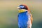 Color portrait of a rare bird of paradise