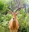 Color portrait of a single antelope on green natural background with large antlers