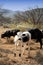 Color portret photo of a Nguni calf in the field.