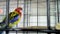 Color rainbow parrot on wooden perch closeup, exotic bird. ,