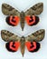 Color red moth Catocala electa male and female. Noctuidae.