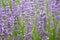 Color-saturated photo. Plantation field of purple lavender. Front view. Suitable for soap stores, natural comets, eco