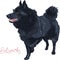 Color sketch black dog Schipperke breed