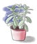 Color sketch of green Crassula plant in red pot on blue background, outline hand painted drawing