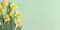 Color spring daffodils background