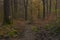 Color spring forest in tree leafs valley in central Germany