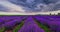 Color sunset with dramatic clouds over purple blooming lavender field rows