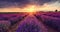 Color sunset with dramatic clouds over purple blooming lavender field rows