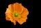 Color top view macro of a single isolated aged orange silk poppy blossom isolated on black background