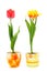 Color tulips in ceramic pots