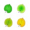 Color variations vector illustration leaf linden