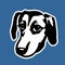 Color vector illustration isolated on blue. The sad dachshund looks at us. Muzzle of a sad dog in a stencil style. Lost dog