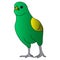 Color vector illustration â€“ a fighting bird of a budgie is ready to fight. A colorful green ball.
