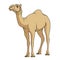 Color vector image of a camel. EPS10