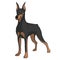 Color vector image of a Doberman.