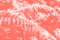 Color of the year 2019 Living Coral. Floral natural pattern of fern. Popular trend palette for design illustrations