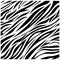 color zebra background icon