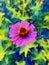 Color of zinnia flower in nature garden