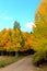 Colorado aspens