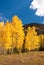 Colorado Aspens