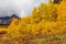Colorado Aspens in Fall