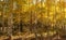 Colorado Aspens in the late stages of fall