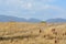 Colorado autumn landscape with dry winter grasses