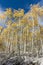 Colorado Autumn Scenery - Giant Aspens on Kebler Pass