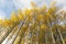 Colorado Autumn Scenery - Giant Aspens on Kebler Pass