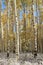 Colorado Autumn Scenery - Giant Aspens on Kebler Pass