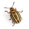 Colorado beetle