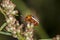 Colorado beetle climbs the flower