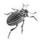 Colorado beetle, a coleopterous insect.Colorado, a harmful insect single icon in black style vector symbol stock