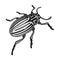 Colorado beetle, a coleopterous insect.Colorado, a harmful insect single icon in monochrome style vector symbol stock
