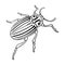 Colorado beetle, a coleopterous insect.Colorado, a harmful insect single icon in outline style vector symbol stock