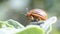 Colorado beetle crawls over potato leaves