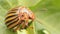 Colorado beetle crawls over potato leaves