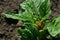 The Colorado beetle eats green leaves of a young potato plant