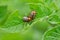 Colorado beetle eats a potato leaves young. Pests destroy a crop in the field. Parasites in wildlife and agriculture