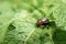 Colorado beetle eats a potato leaves young. Pests destroy a crop in the field. Parasites in wildlife and agriculture. Close-up,