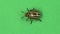 Colorado beetle on green screen . Slow motion