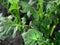 Colorado beetle hid under a green leaf of a potato