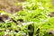 Colorado beetle hiding under the potato leaf. The Colorado Potato Striped Beetle